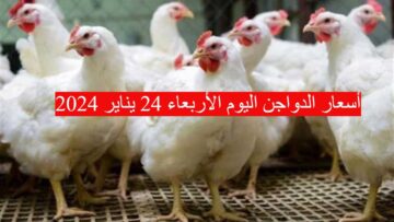 كل يوم بسعر مختلف..أسعار الدواجن اليوم الأربعاء 24 يناير 2024