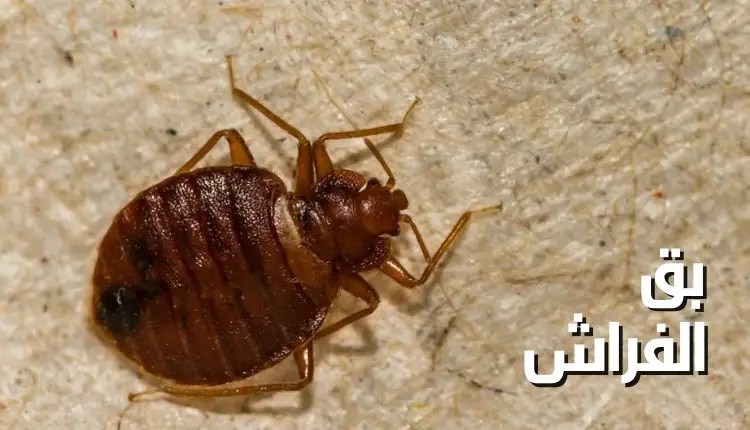 إزاي تتخلصي من بق الفراش نهائياً برشه واحدة من هذه الوصفة السحرية 5 إزاي تتخلصي من بق الفراش نهائياً برشه واحدة من هذه الوصفة السحرية