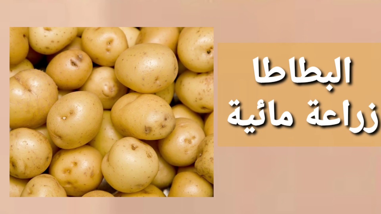 " غليت برا متيأسيش وازرعيها في بيتك" .. خطوات زراعة البطاطس بدون تربة" الزراعة المائية" 5 ” غليت برا متيأسيش وازرعيها في بيتك” .. خطوات زراعة البطاطس بدون تربة” الزراعة المائية”
