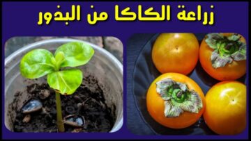 وداعا لغلاء الأسعار.. طريقة عبقرية لزراعة الكاكا في المنزل من البذور في 3 دقائق بكل احترافية
