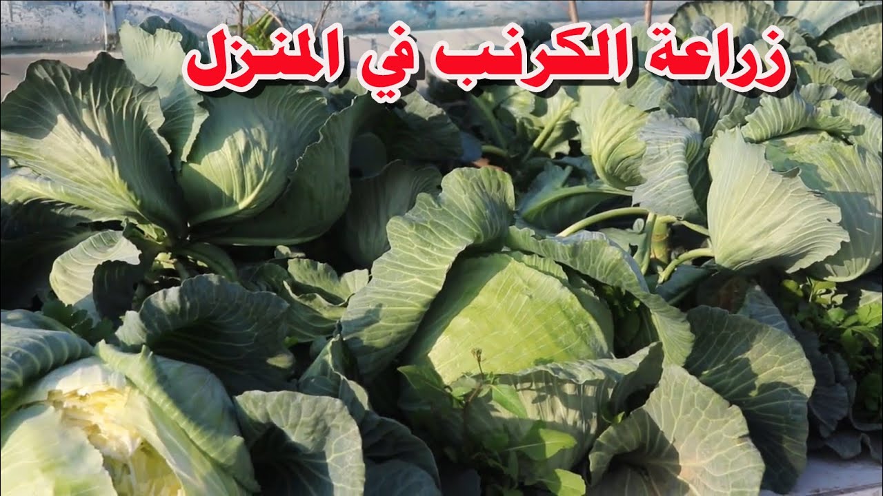" عزومة رمضان متحلاش من غيره".. طريقة زراعة الكرنب في المنزل من البذور حتى الحصاد 5 ” عزومة رمضان متحلاش من غيره”.. طريقة زراعة الكرنب في المنزل من البذور حتى الحصاد