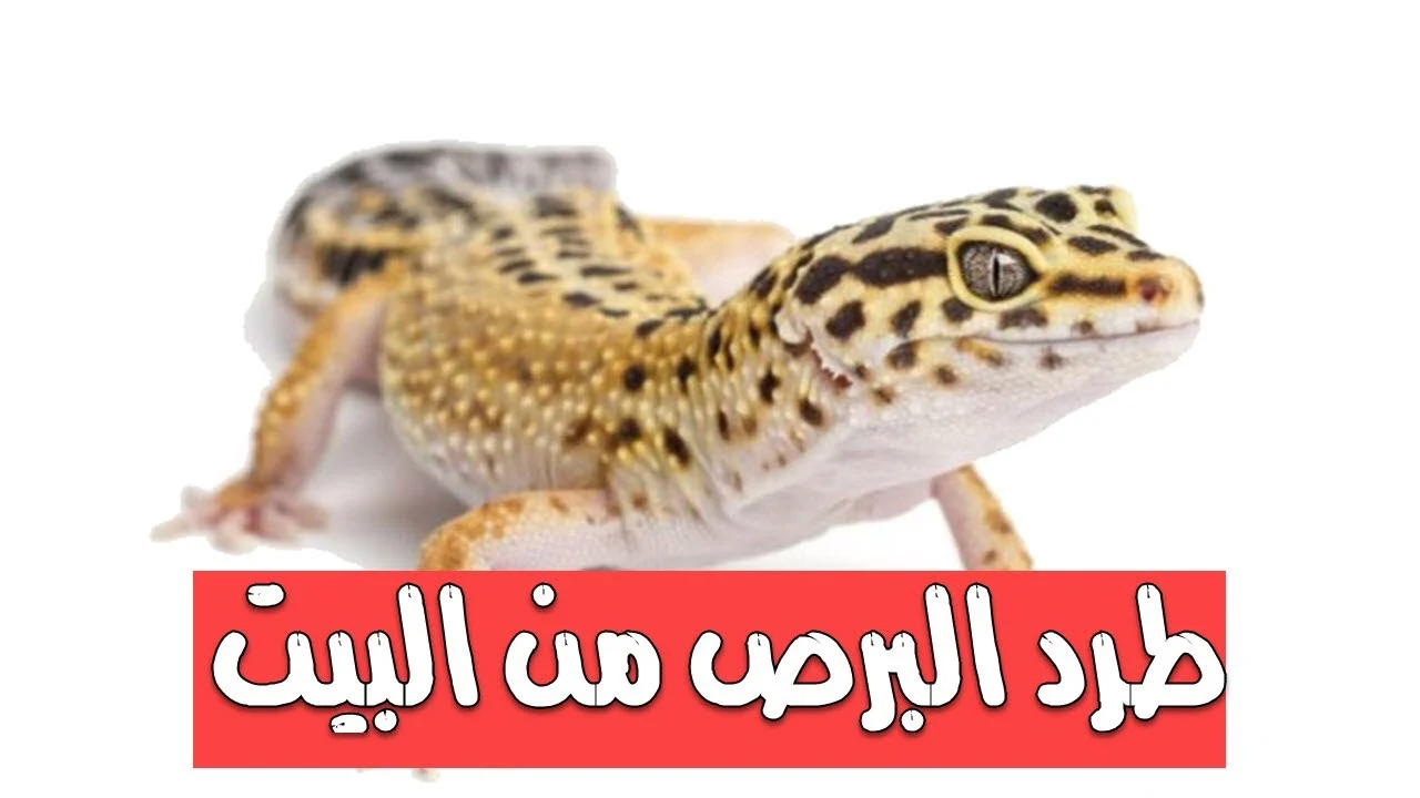 بدون لمس اتخلصي من البرص نهائيًا خلال 3 دقائق بمواد طبيعية منزلية امنة وبدون أي مبيد حشري 5 بدون لمس اتخلصي من البرص نهائيًا خلال 3 دقائق بمواد طبيعية منزلية امنة وبدون أي مبيد حشري