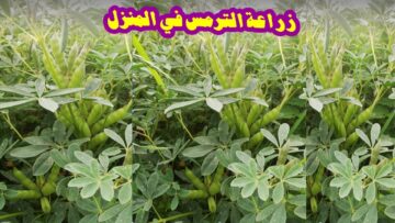 ” مش هتبطلي تزرعيه في بيتك” .. طريقة زراعة الترمس في المنزل من البذور حتى الحصاد