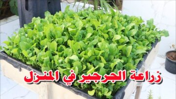 خلال ثلاث أسابيع تأكلي جرجير بدون كيماويات .. طريقة زراعة الجرجير بالمنزل