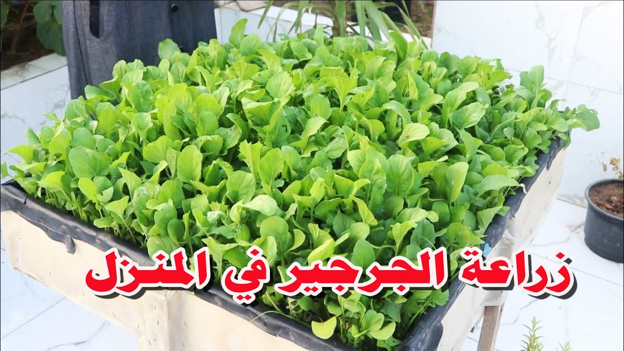 هتزرعي وتحصدي خلال أيام .. طريقة زراعة الجرجير بالمنزل من البذرة للحصاد