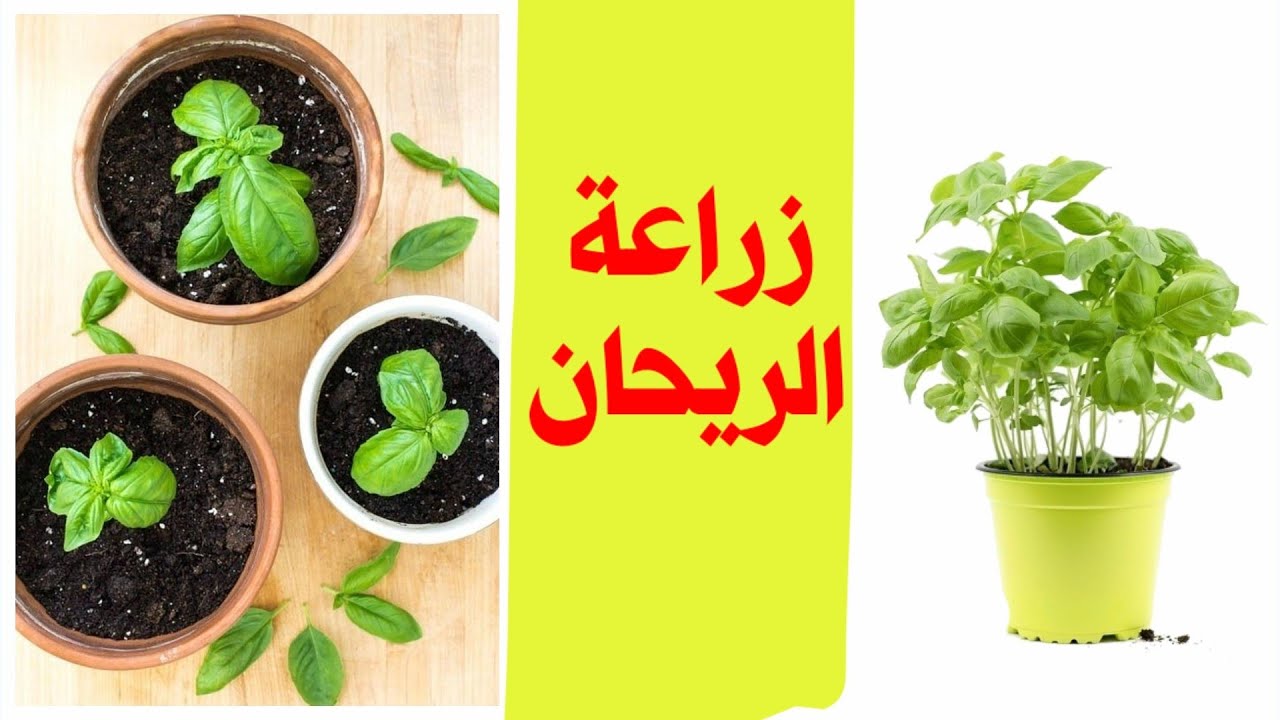 استمتع برائحته العطرة ونكهته الفريدة .. زراعة الريحان في المنزل 5 استمتع برائحته العطرة ونكهته الفريدة .. زراعة الريحان في المنزل