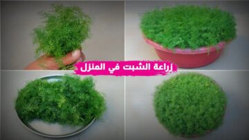 هيبقى عندك خضرة على طول .. طريقة زراعة الشبت في البيت عشان يبقي أخضر وفريش