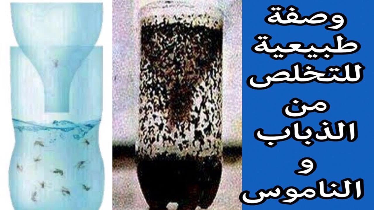 طريقة عمل مصيدة للذباب والناموس من غير مبيد ولا أقراص