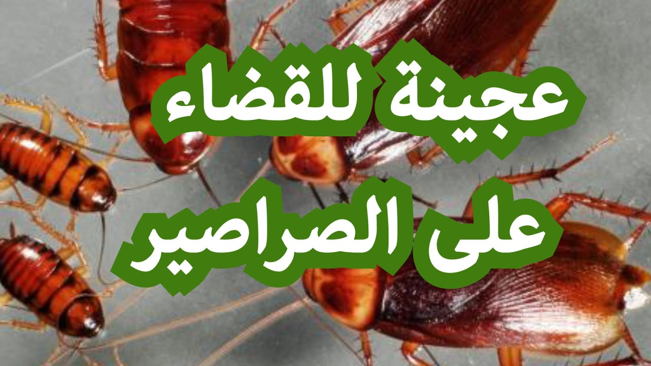 طريقة عمل عجينة الصراصير السحرية للتخلص من جميع الحشرات والنمل نهائيا