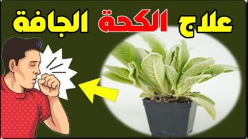 عشبة سحرية للتخلص من البلغم فوراً وجلي الصدر من أدوار البرد والأنفلونزا
