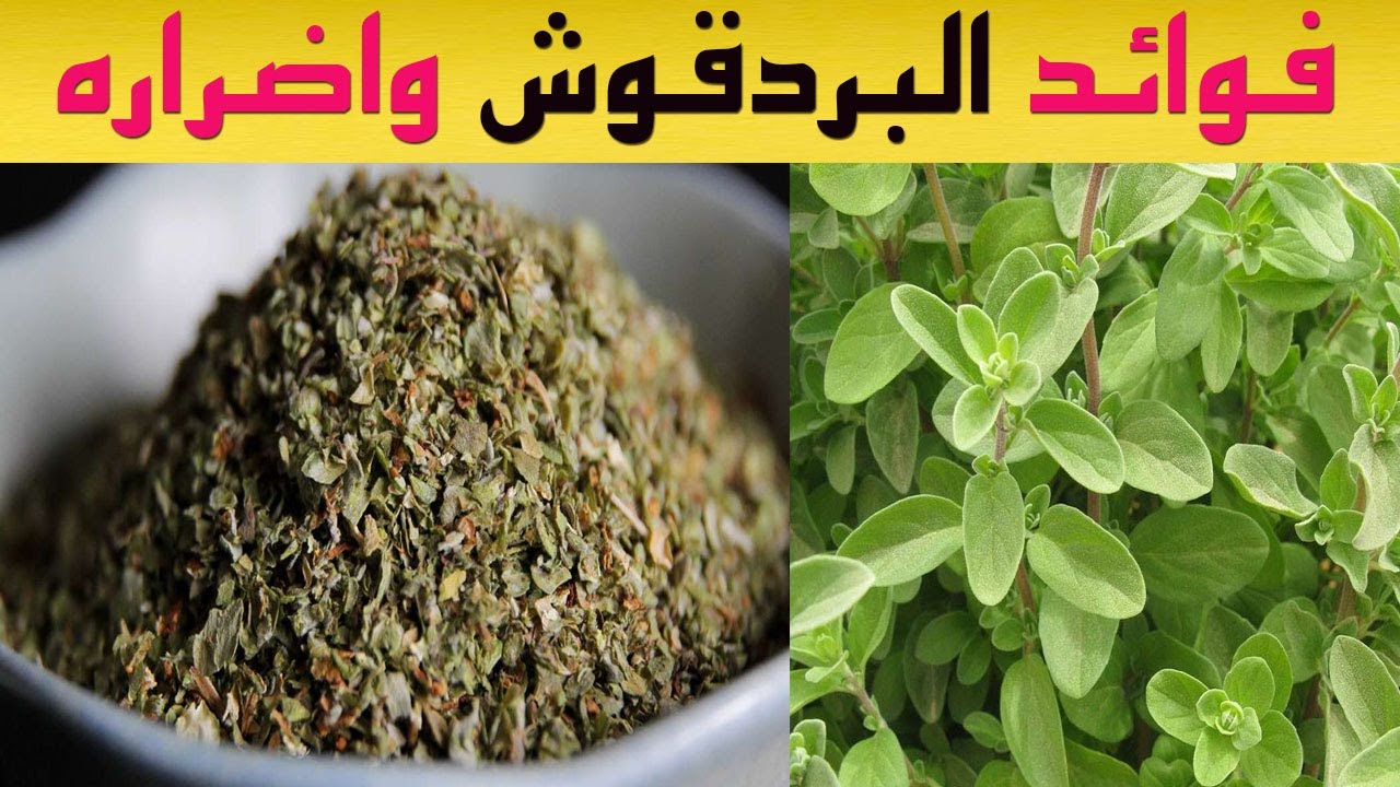فوائد أعشاب البردقوش: عشبة طبية متعددة الفوائد 5 فوائد أعشاب البردقوش: عشبة طبية متعددة الفوائد
