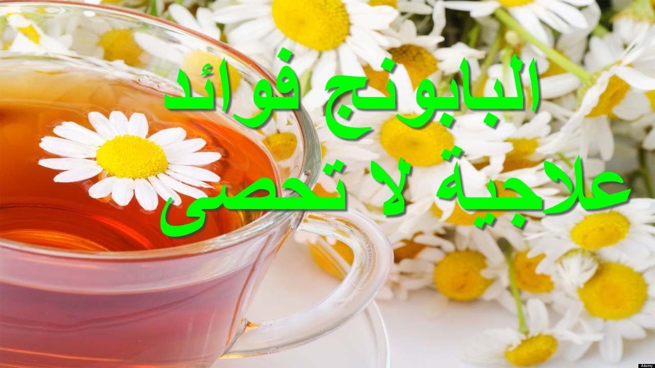 فوائد زهرة البابونج الصحية واستخدماتها العلاجية … زهرة علاجية من الدرجة الأولي