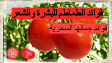 فوائد الطماطم للبشرة والجسم والشعر السحرية