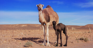 الكثير لا يعلم عنها شئ فوائد تناول لحمة الجمل وفائدة الحليب والشفاء من أمراض خطيرة