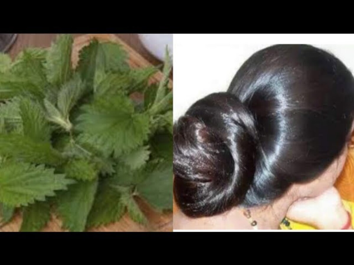 أخفاها عنك الجميع.. قناع زيت جوز الهند وعشبة القراص للشعر معجزة حقيقية تجعل شعرك ينمو بدون توقف "جربيها الآن" 5 أخفاها عنك الجميع.. قناع زيت جوز الهند وعشبة القراص للشعر معجزة حقيقية تجعل شعرك ينمو بدون توقف “جربيها الآن”