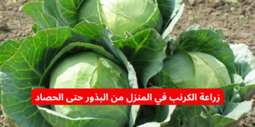 “أساسي في أي عزومة”.. زراعة الكرنب في المنزل من البذور حتى الحصاد .. إليكم الخطوات بالتفصيل