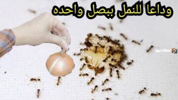 بدون رش ولا عجينة مكون آمن جدا للتخلص من وتجنب الناموس والهاموش والذباب مش هتلمحي ديل حشرة بعد كده