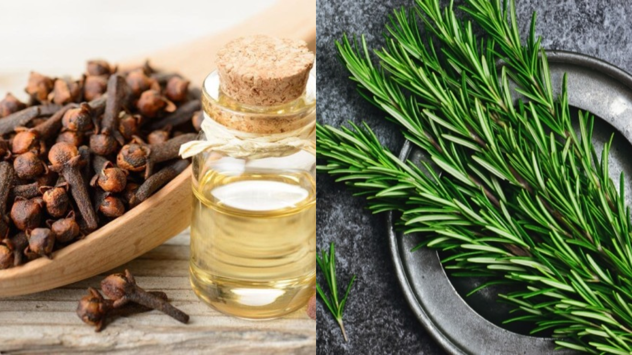 عطري بيتك بأحلى الروائح الطبيعية .. اتعلمي زراعة القرنفل والروزماري في البيت ووفري فلوسك 5 عطري بيتك بأحلى الروائح الطبيعية .. اتعلمي زراعة القرنفل والروزماري في البيت ووفري فلوسك