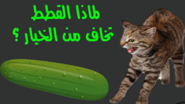 الإجابة ستدهشك.. ما السر وراء خوف القطط من الخيار؟