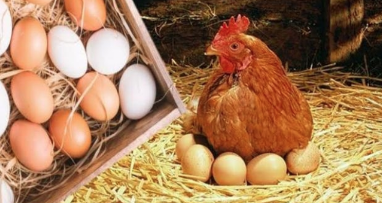 بعد انخفاض أسعار الأعلاف.. أسعار الدواجن والكتاكيت وكرتونة البيض اليوم الأربعاء 7 فبراير 2024