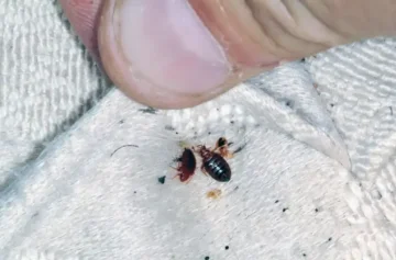 ما هي اسباب ظهور حشرة البق في المنزل؟