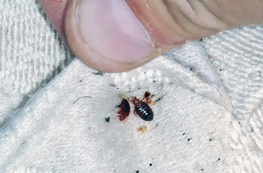 ما هي اسباب ظهور حشرة البق في المنزل؟ 5 ما هي اسباب ظهور حشرة البق في المنزل؟