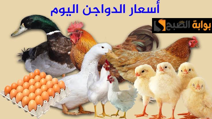 "خزن لحد أما تقول بس".. تعرف على أسعار الدواجن والبيض اليوم السبت الموافق 24 فبراير 2024 في الأسواق المصرية.. اعرف الكيلو بكام!! 5 “خزن لحد أما تقول بس”.. تعرف على أسعار الدواجن والبيض اليوم السبت الموافق 24 فبراير 2024 في الأسواق المصرية.. اعرف الكيلو بكام!!
