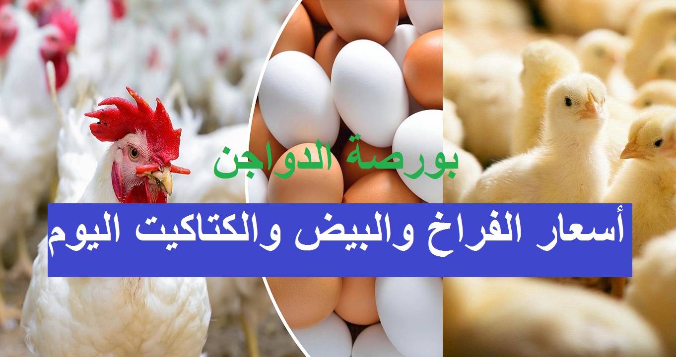 أسعار الكتاكيت الآن| سعر الكتكوت الأبيض اليوم وأسعار الفراخ وطبق البيض في بورصة الدواجن 5 أسعار الكتاكيت الآن| سعر الكتكوت الأبيض اليوم وأسعار الفراخ وطبق البيض في بورصة الدواجن