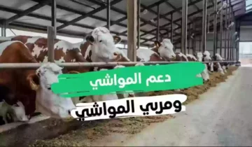 رابط وخطوات الاستعلام عن دعم المواشي بالسجل المدني 1445هـ