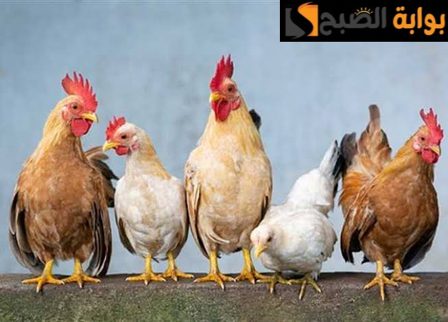 “خزني قبل رمضان”.. أسعار الفراخ اليوم الأربعاء 21 فبراير 2024 في بورصة الدواجن والأسواق.. اعرف الكيلو بكام!!