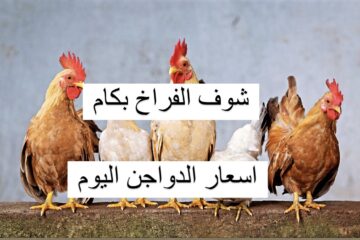 خزنيها قبل ما سعرها يزيد.. أسعار الدواجن اليوم الجمعة 9 فبراير 2023 في الأسواق بكم كرتونة البيض