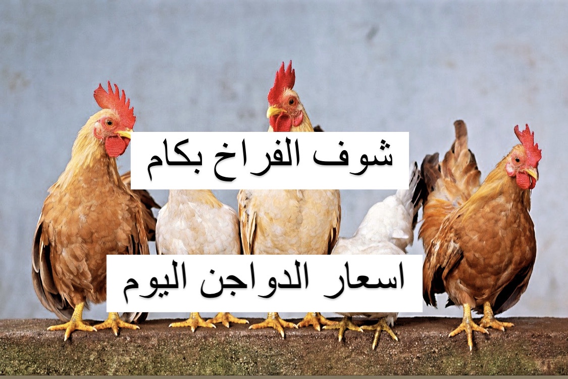 أملي الفريزر فراخ قبل رمضان.. أسعار الدواجن اليوم الثلاثاء27 فبراير 2024 انخفضت في البورصة والأسواق