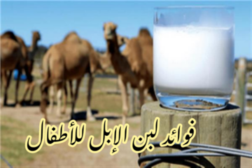 فوائده لا تخطر على بالك… تعرف على فوائد تناول لبن الإبل للأطفال؟!!