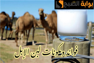 مخطرش في بالنا قبل كدا… ما هي مكونات لبن الإبل وما هي فوائده تعرف عليها الآن