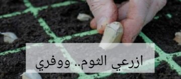 مش هتشتريه من بره تاني… هتعرفي تزرعي الثوم بكميات كبيرة .. وهتوفري على نفسك يامة!!