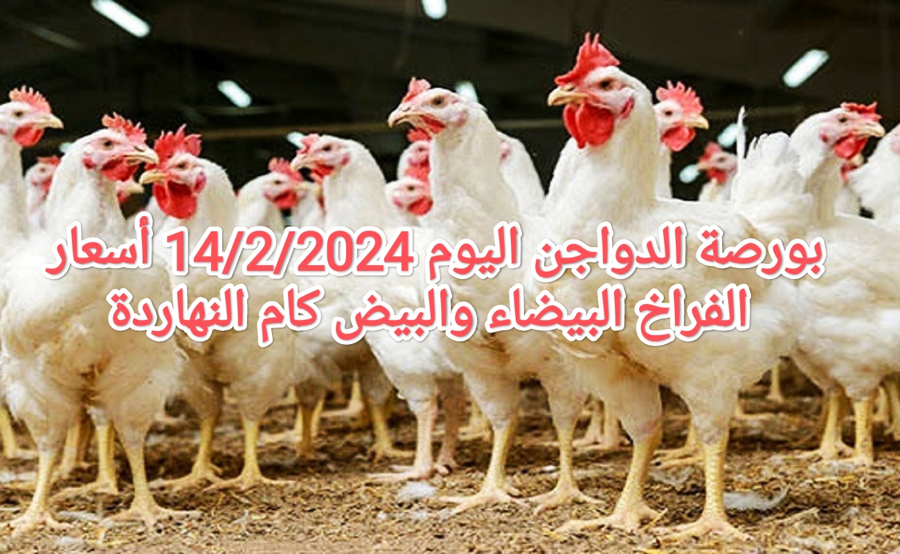 “قبل شهر رمضان” أسعار الدواجن اليوم الأربعاء 14/2/2024 في البورصة جملة/ قطاعي الأسعار عكس التوقعات