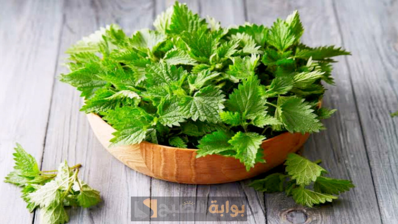 عشبة مظلومة مننا كلنا.. هذه النبتة الطبيعية كفيلة بتغيير حياتك كلياََ بشكل لا يصدق 5 عشبة مظلومة مننا كلنا.. هذه النبتة الطبيعية كفيلة بتغيير حياتك كلياََ بشكل لا يصدق