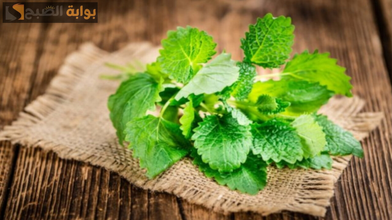 حاجة أغرب من الخيال.. غيري حياتك للاجمل من خلال تلك العشبة الخارقة بهذه الطريقة 5 حاجة أغرب من الخيال.. غيري حياتك للاجمل من خلال تلك العشبة الخارقة بهذه الطريقة