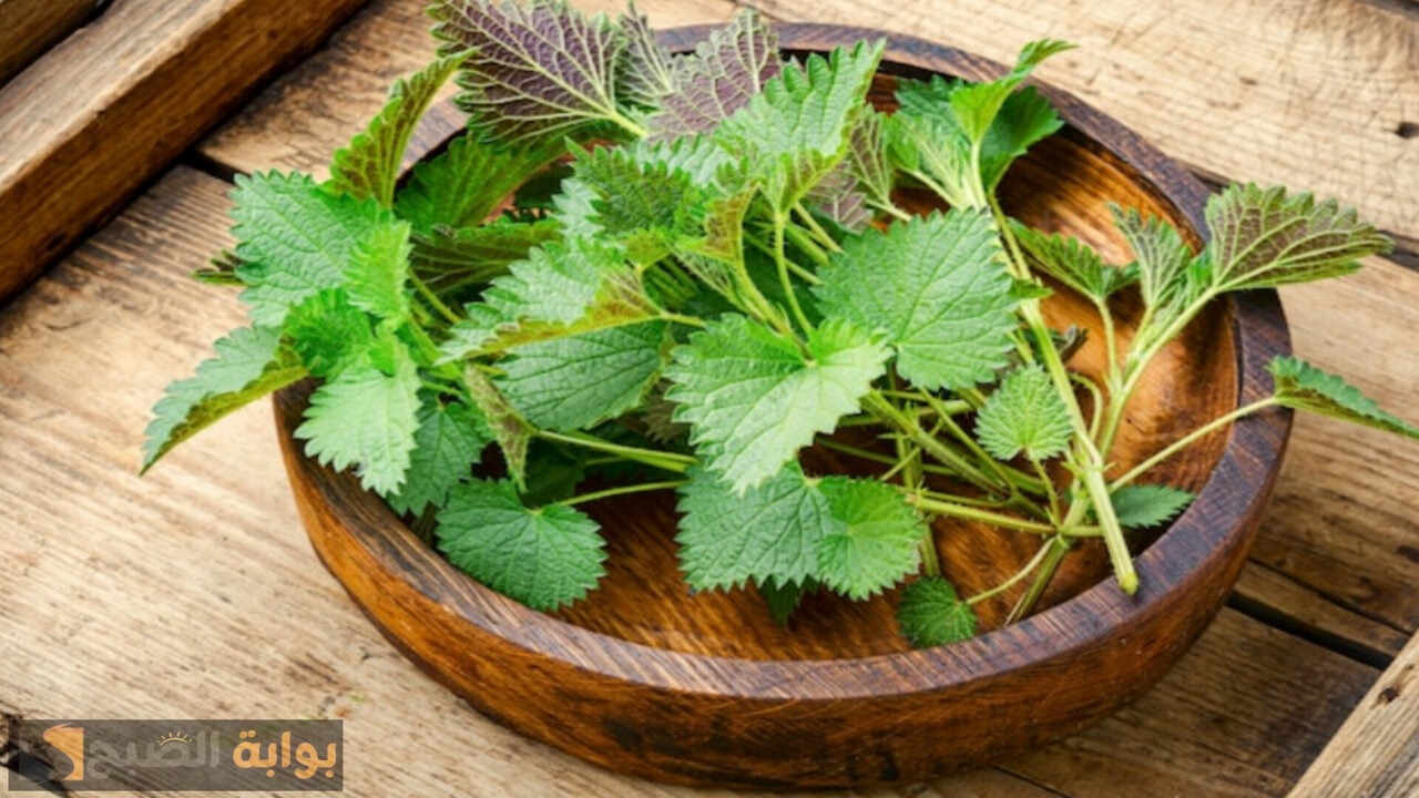 العشبة اللي كلنا ظالمنها.. نبات يخشاه الجميع من غير ما يعرفوا السر الذي بداخله