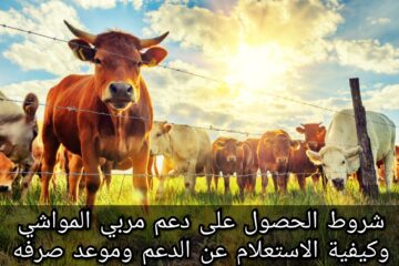 كيفية الاستعلام عن دعم المواشي 1445 وشروط استحقاقه وقيمته