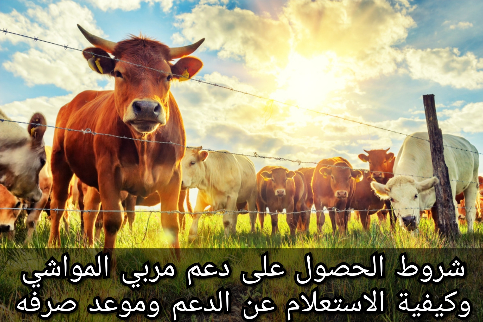 كيفية الاستعلام عن دعم المواشي 1445 وشروط استحقاقه وقيمته 6 كيفية الاستعلام عن دعم المواشي 1445 وشروط استحقاقه وقيمته