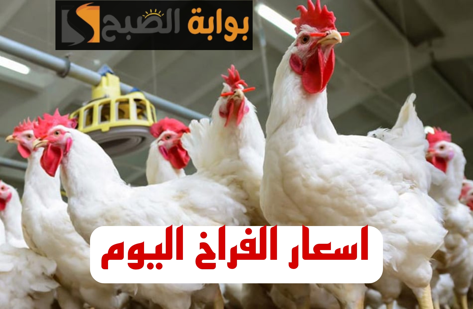 تعرف على اخر اسعار الفراخ والبيض اليوم الجمعه 2 فبراير!! 5 تعرف على اخر اسعار الفراخ والبيض اليوم الجمعه 2 فبراير!!