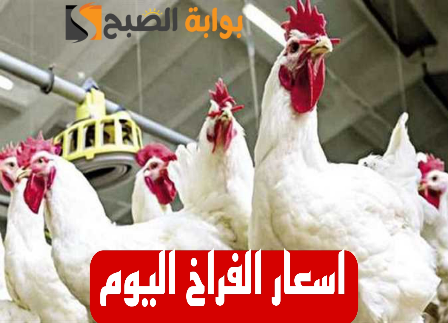 بكام الفراخ النهاردة.. مفاجأة جديدة في أسعار الدواجن اليوم الأحد الموافق 11 فبراير 2024 في المحلات!!