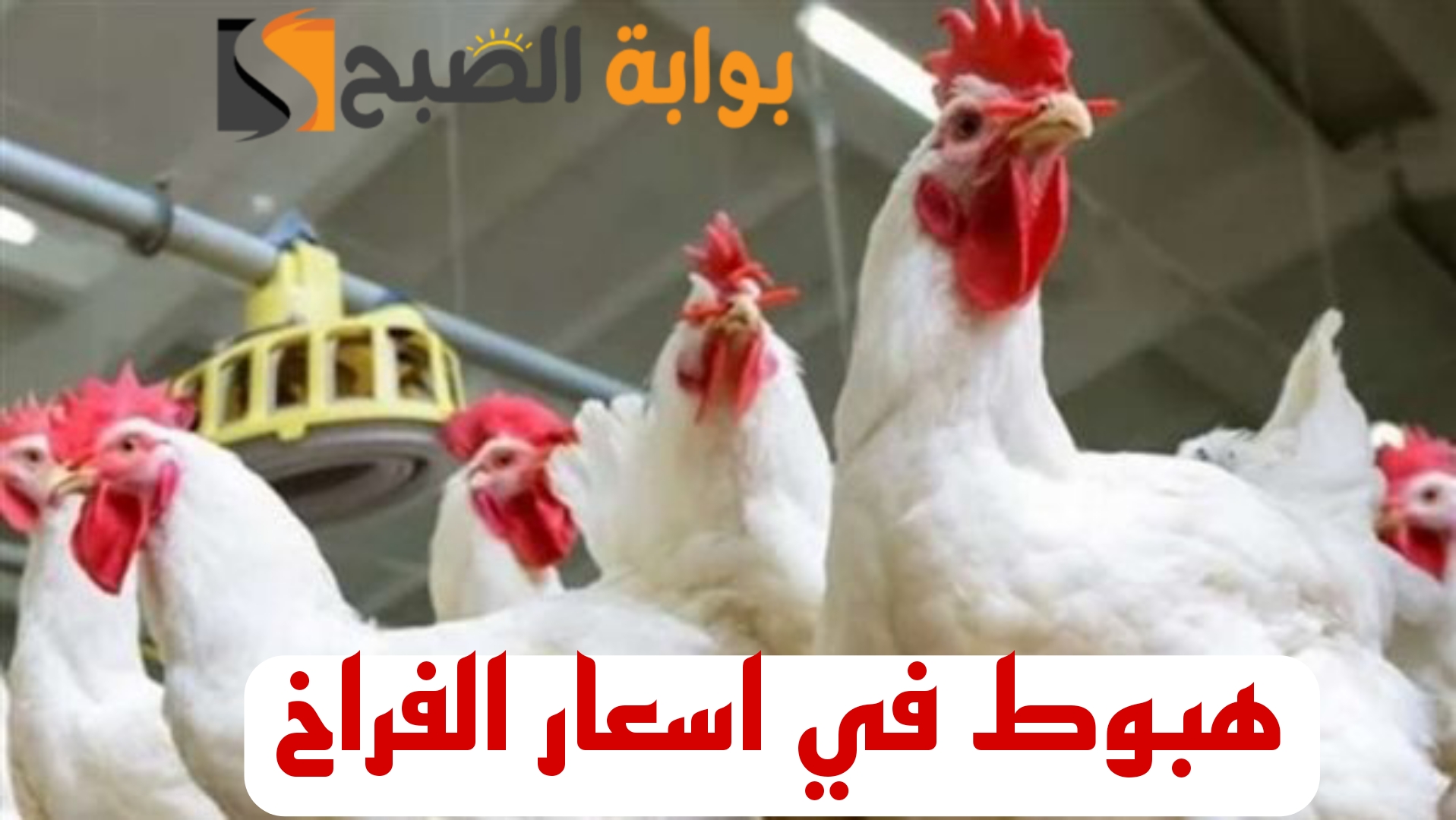 "خبر زي السكر للمواطنين".. هبوط في اسعار الدواجن بنسبة 60% في هذه الحالة وفقاً لتصريحات رسمية!! 5 “خبر زي السكر للمواطنين”.. هبوط في اسعار الدواجن بنسبة 60% في هذه الحالة وفقاً لتصريحات رسمية!!
