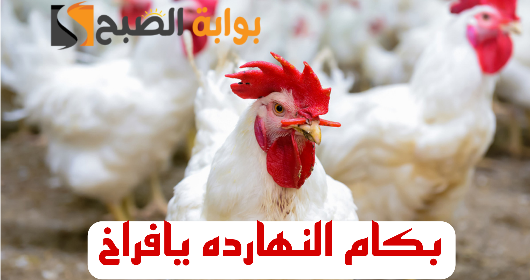 "بكام الفراخ النهارده".. مفاجأة غير متوقعة في أسعار الفراخ والبيض اليوم الثلاثاء الموافق 13 فبراير 2024 بالبورصة والأسواق المحلية 5 “بكام الفراخ النهارده”.. مفاجأة غير متوقعة في أسعار الفراخ والبيض اليوم الثلاثاء الموافق 13 فبراير 2024 بالبورصة والأسواق المحلية