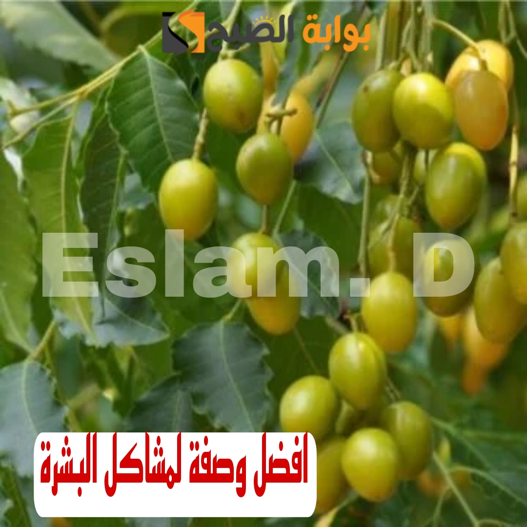 اعملي احلى كريم للتخلص من حب الشباب والحصول على بشرة بيضاء .. اصنعي كريم عشبة النيم..!!