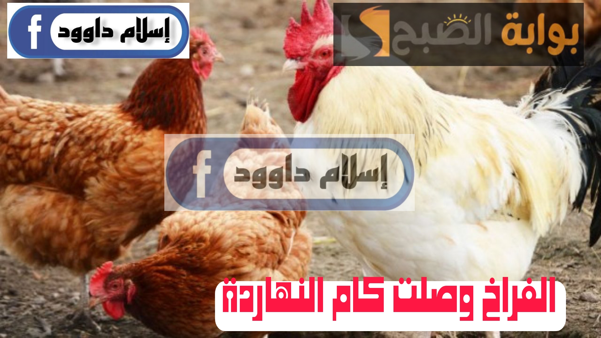 ”الفراخ بكام ياعم“.. تعرف على أسعار الدواجن اليوم الأربعاء 21 فبراير 2024.. قومي خزني لرمضان!! 5 ”الفراخ بكام ياعم“.. تعرف على أسعار الدواجن اليوم الأربعاء 21 فبراير 2024.. قومي خزني لرمضان!!