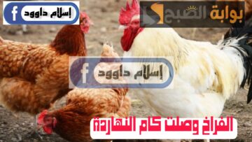 “الفراخ بكام ياعم الحاج”.. انخفاض في اسعار الدواجن اليوم الإثنين 19 فبراير 2024.. قومي اشتري وخزني يلا!!