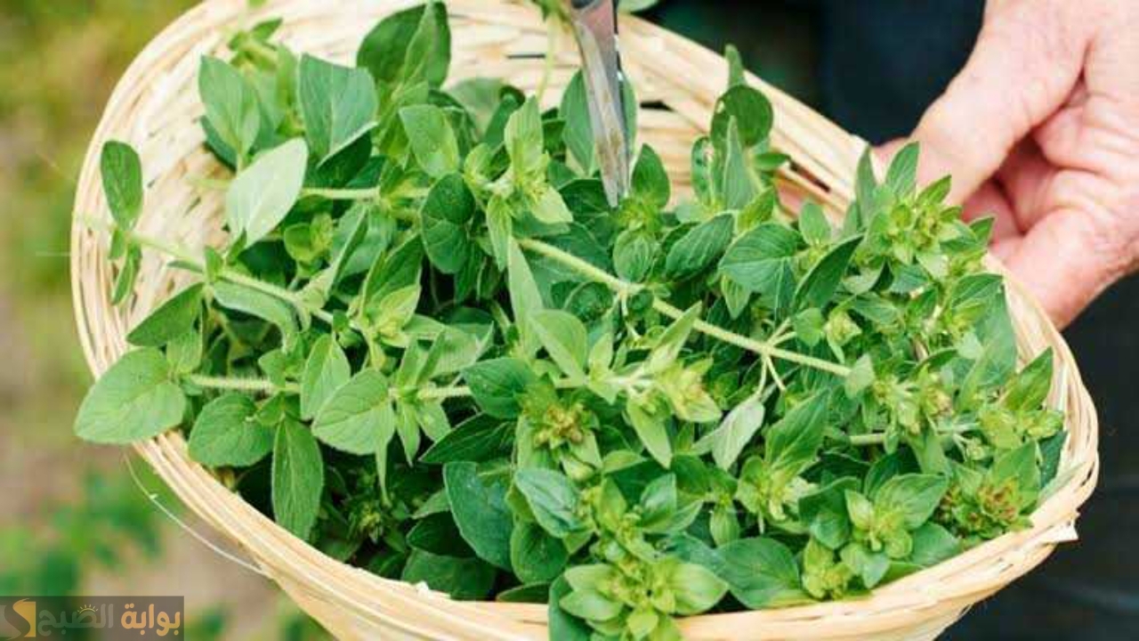 محدش هيعرف عمرك الحقيقي.. ابدأي من جديد عن طريق استخدام تلك العشبة الخارقة بهذه الكيفية 5 محدش هيعرف عمرك الحقيقي.. ابدأي من جديد عن طريق استخدام تلك العشبة الخارقة بهذه الكيفية