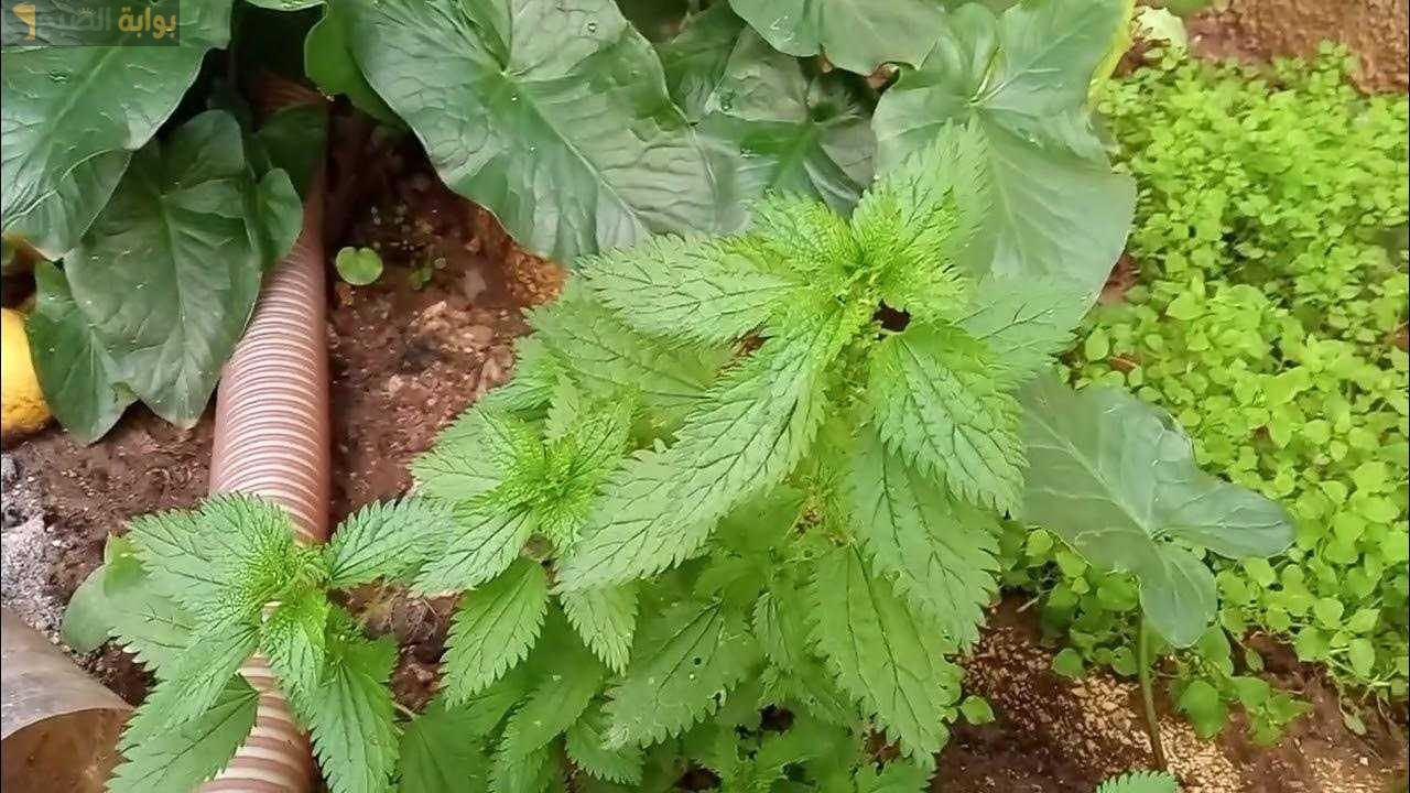كنز بس الكل بيخاف منه.. إذا وجدت هذه النبتة في حديقتك استخدمها بهذا الشكل ولا تخشاها